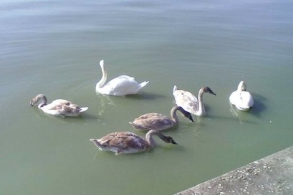 Lebede pe Lacul Tăbăcărie